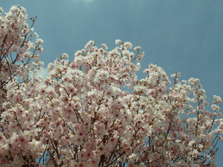 H・２６・４月３日（木）　　桜　満開　(*^_^*)