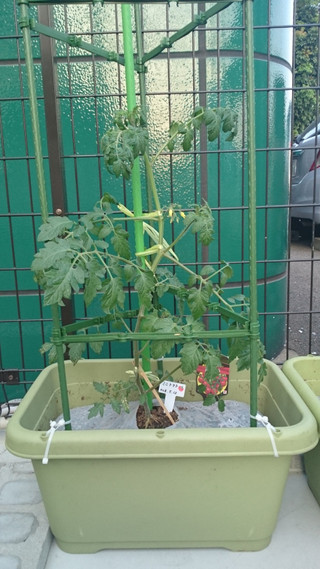 トマトの成長☆（平成２８年５月２１日）
