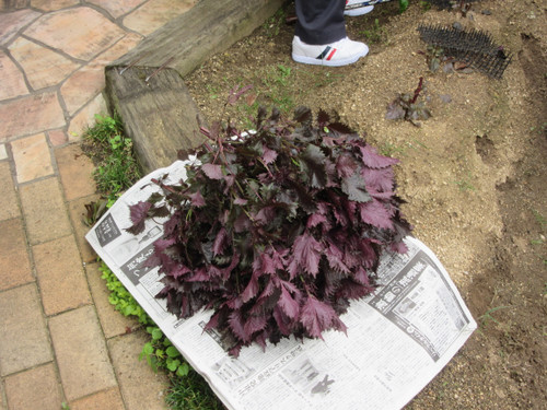 Photo_2