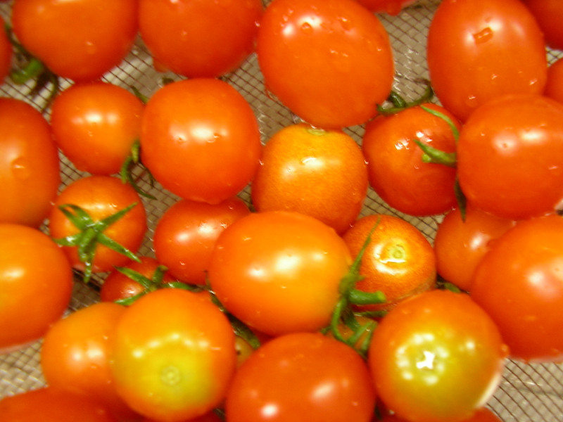トマトの収穫☆（Ｈ２３.８.３１.）