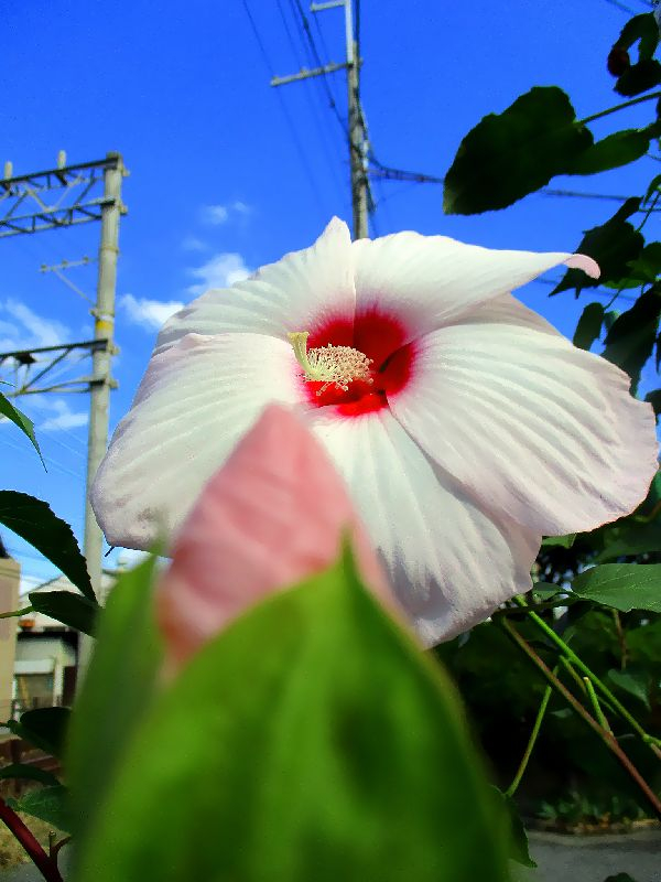 秋を感じる青空・花・野菜の緑 ! !