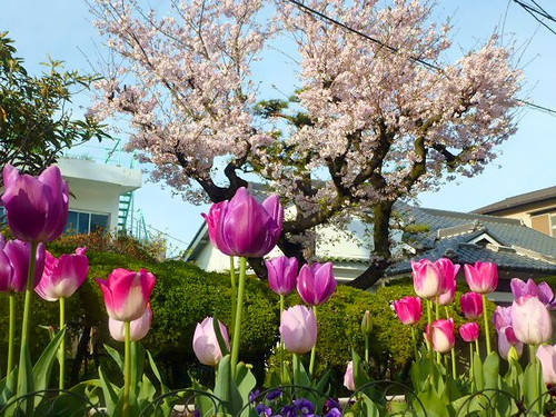 桜と生け花の深いわけ…(^_−)−☆
