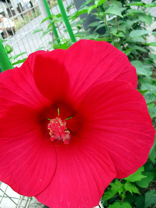 情熱的な明るく赤い花…(^_−)−☆